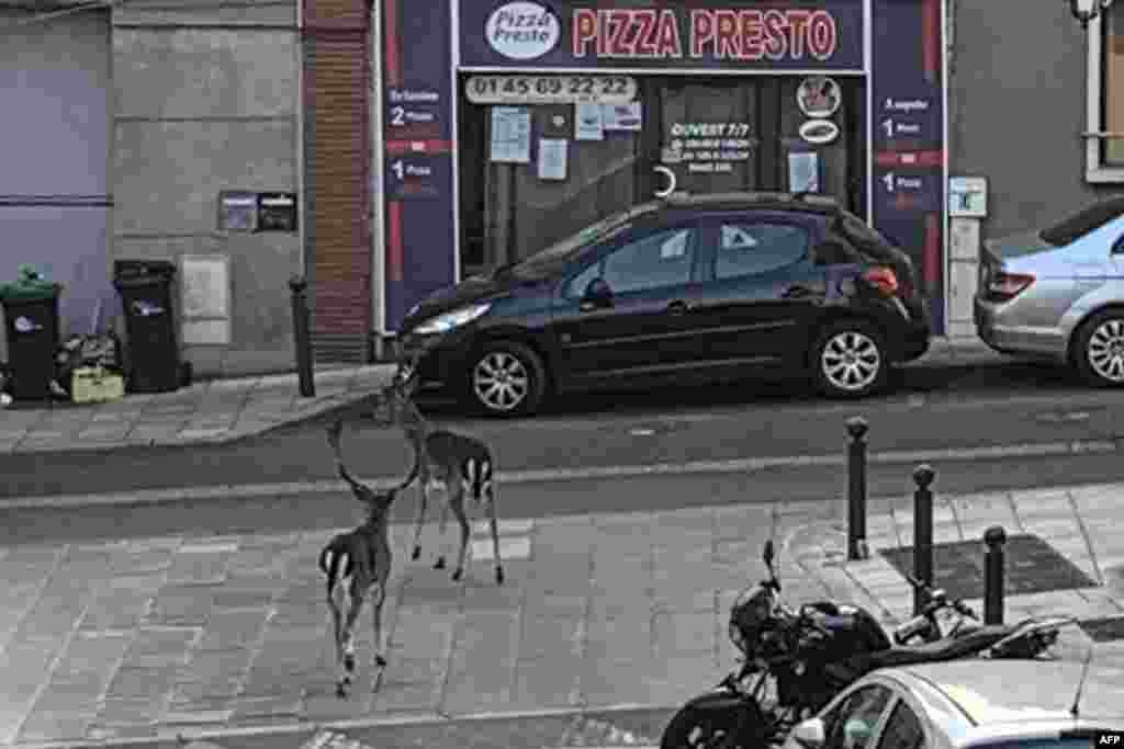 Deer wander through a suburb on the south side of Paris on April 12. &nbsp; &nbsp;