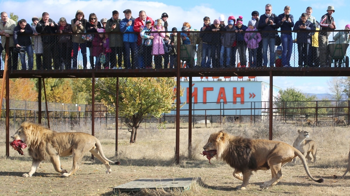 Тайган последние новости. Белогорск Крым сафари парк Тайган. Белогорский парк Львов в Крыму. Судак парк Тайган. Белогорск парк Львов.