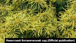 Сорт «Золотий павучок»