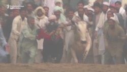 Pakistan's 'Running Of The Bulls'