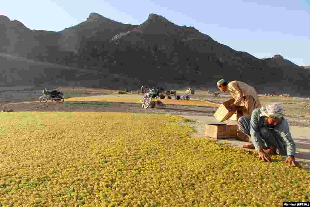 The production of raisins in Kandahar, Afghanistan