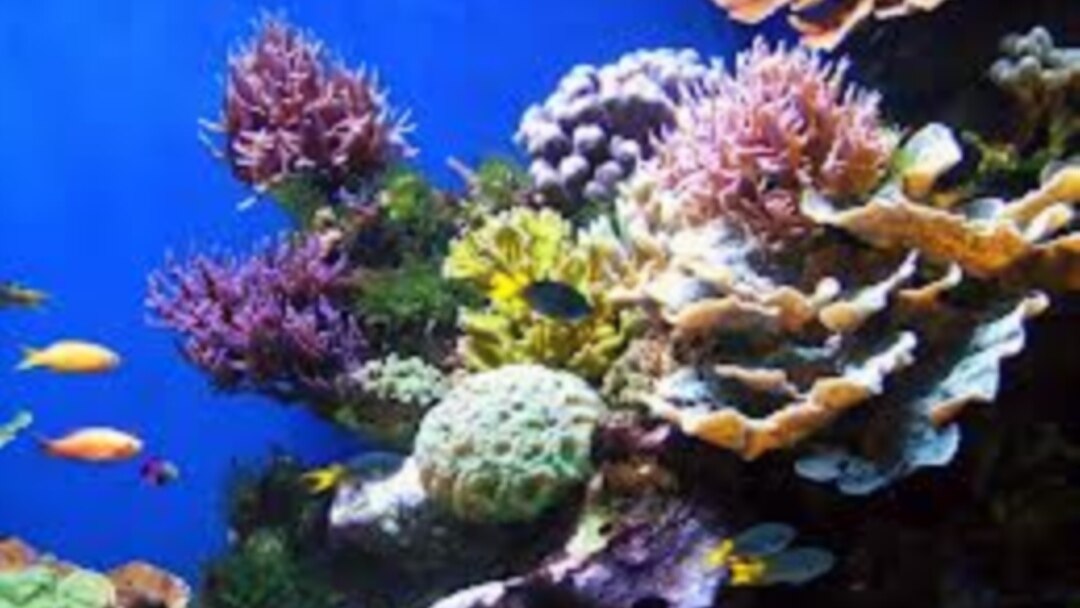 Краснодардағы жезөкше, ауткал