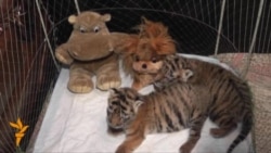 Rare Amur Tigers Born At Ukrainian Zoo