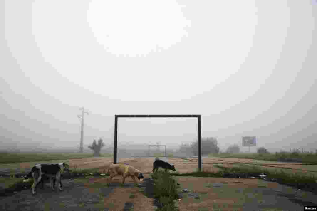 Dogs walk past a goalpost on a foggy morning in the town of Lipljan, Kosovo.&nbsp;(Reuters/Hazir Reka)