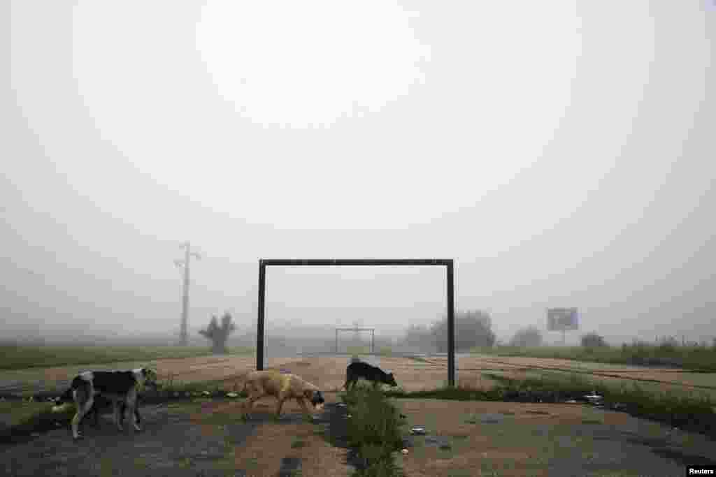 Dogs walk past a goalpost on a foggy morning in the town of Lipljan, Kosovo. (Reuters/Hazir Reka)