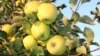 کار ساخت ۷۱ سردخانه‌ سیب در میدان‌وردک درحال‌ تکمیل شدن است