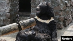 Гималайский медведь в зоопарке Красноярска