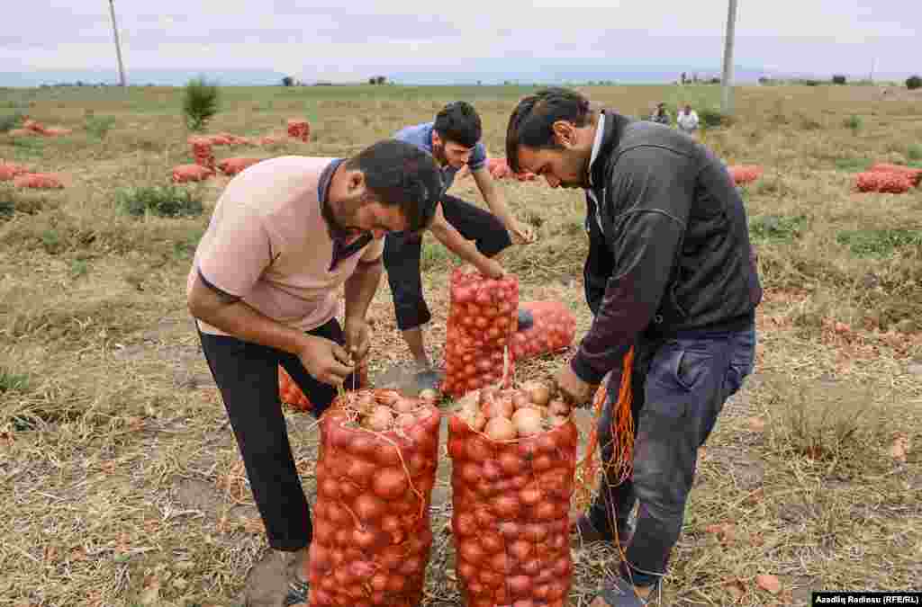 Soğanın bir kisəsini 4-5 manata satmağa məcbur qalırlar. 