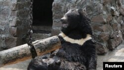 Гималайский медведь в зоопарке Красноярска.