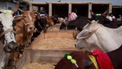 بنو: د قربانۍ څارویو بیې لوړې شوې دي