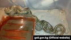 Змея, обнаруженная в квартире жителя Бишкека.