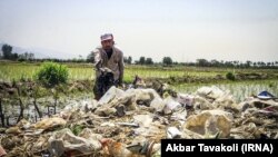 کشاورز ایرانی در شالیزاری نزدیک تهران، در حال جدا کردن آشغال از کشت در حال آبیاری