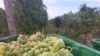 Vineyards of the Montenegrin state company "13 July - Plantaže", Podgorica