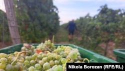 Crnogorski vinogradi 'u rukama' berača iz regiona
