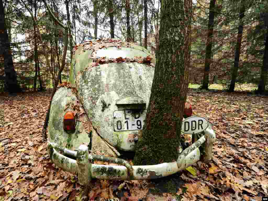 In Fuldatal, Germany, a tree grows through the bumper of an abandoned VW Beetle with an East German license plate. - This car is thought to be the first to have crossed the border between the two Germanies after the border was opened on November 9, 1989.