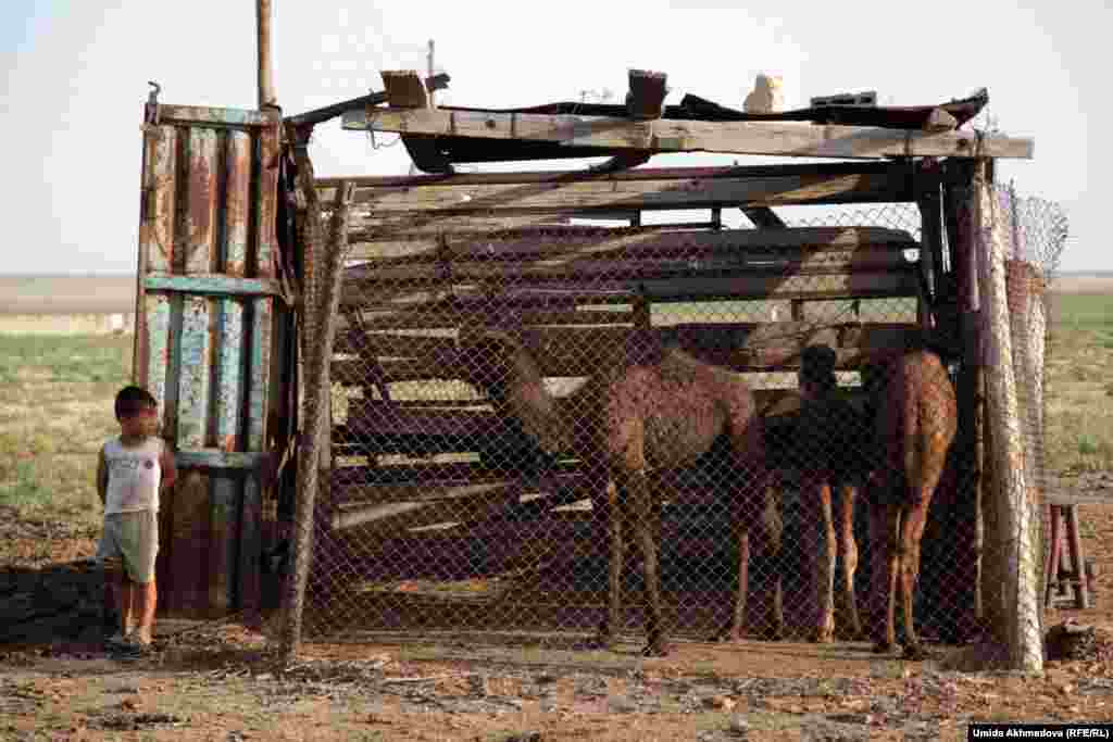 The camels in their enclosure.