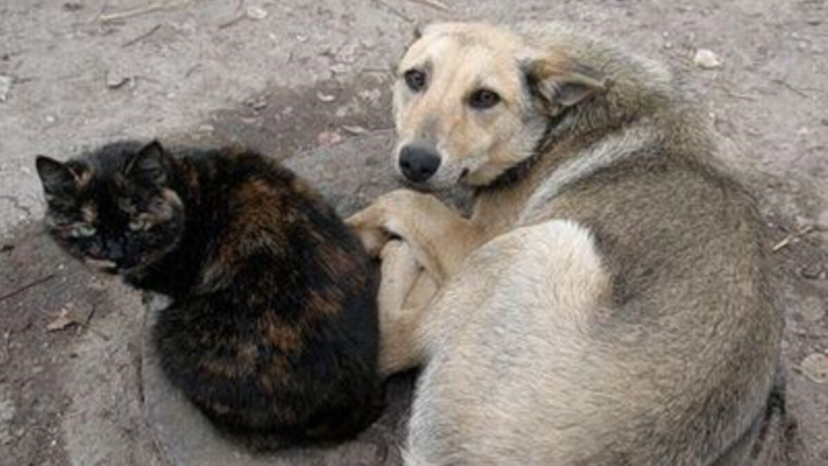 Бездомные кошки и собаки