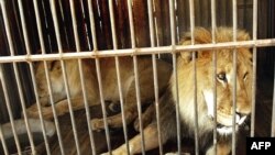 FILE: A circus lion in a cage in Pakistan.