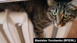 Холодно буде по всій Україні, крім Закарпаття і Криму