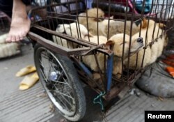 Живые собаки, которых скоро могут зажарить заживо, в китайском городе Юйлинь
