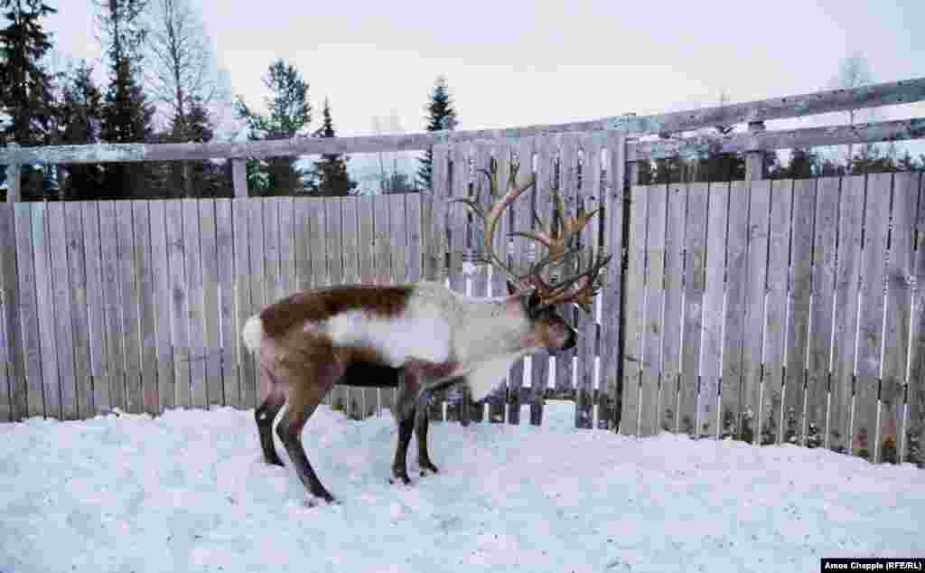 The rest, particularly the males and any not expected to survive the winter, are selected for slaughter. Around 10 percent of a Sami herd are males.