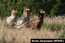  Египетски лешояди 