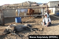 88-летний житель села Акшымырау Орынбасар Сеитов потерял десяток лошадей. Одна его кобылица упала в степи, сельчанин привез животное домой...