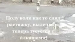 Історія пса, який «служить» разом із бойовиками