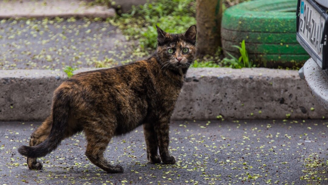 Juda yosh gozal sexy qizlar Anal prolapsa porno onlayn