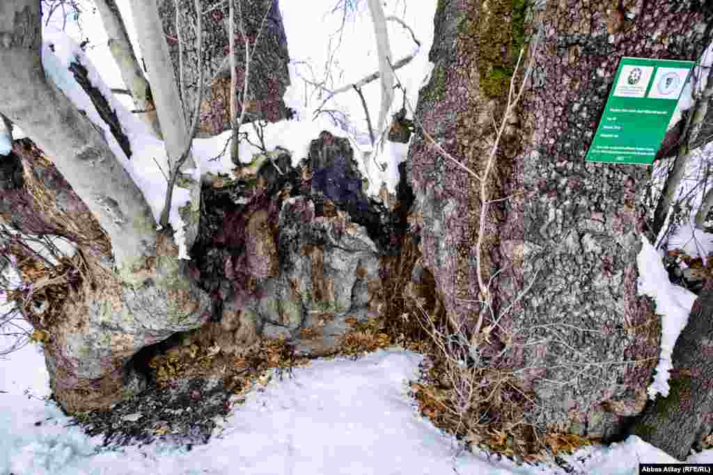 Ağacın diametri 230 sm-dir.