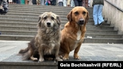 ქუჩის ძაღლები