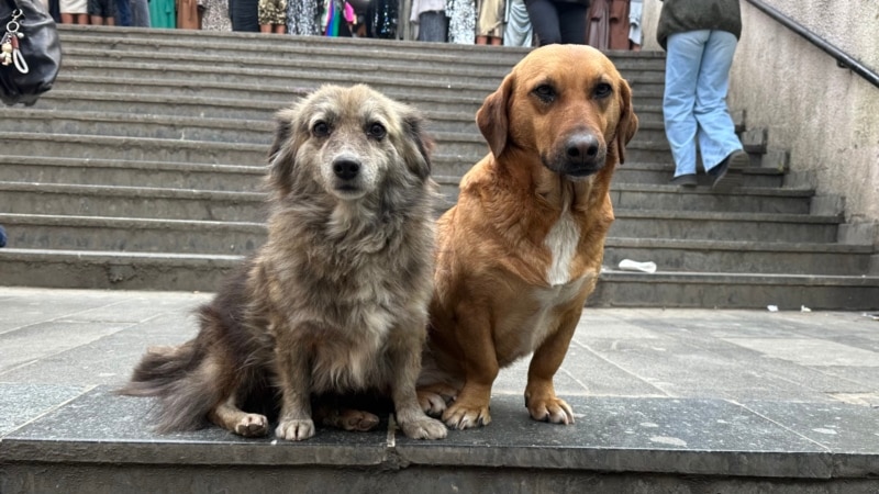 დაბრუნებული ძაღლები და კვამლი კრემატორიუმის თავზე