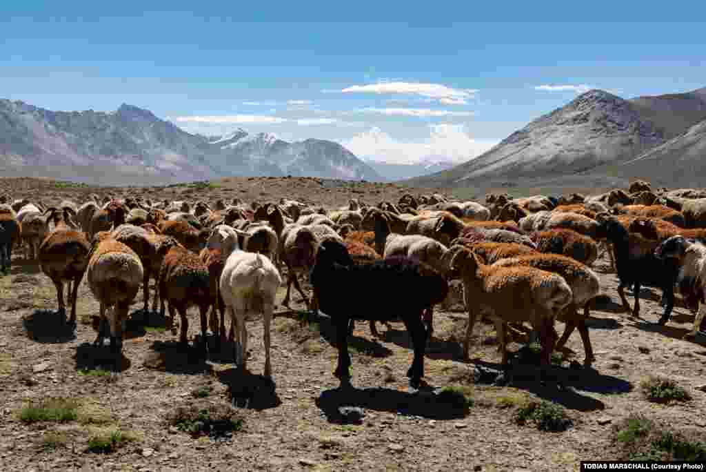 Fat-tailed sheep and goats, the livestock of Kyrgyz Pamir shepherds in northeastern Afghanistan&rsquo;s remote Wakhan Corridor