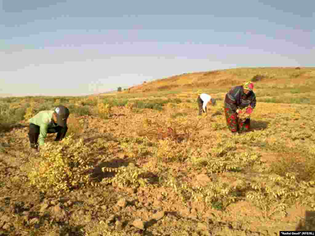 Зиндагии талху ширини занони рустоии тоҷик