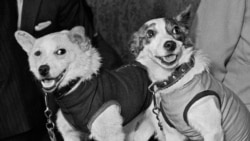 Собаки Стрелка и Белка, вернувшиеся на Землю. Фото Сергея Преображенского и Николая Ситникова, 22 августа 1960 года