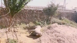 Tajik Villagers Butt Heads Over Cloven-Hoofed Statue (In Tajik)