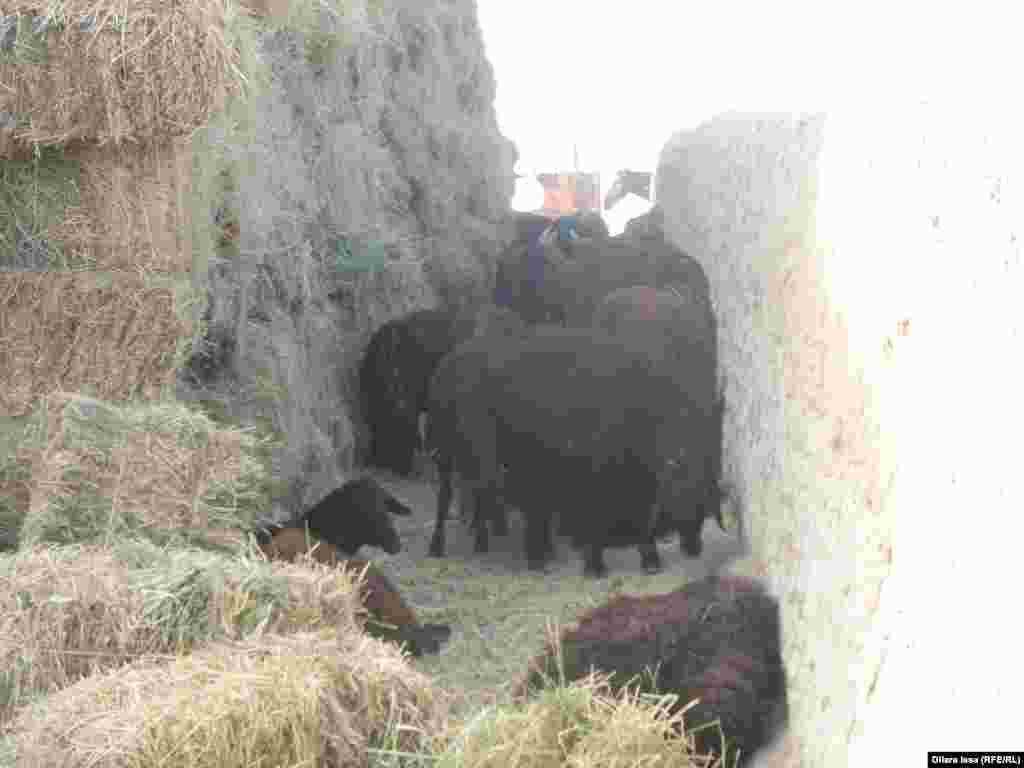 Обессилевшие овцы, которые не в состоянии идти на пастбище, в загоне для скота.