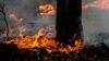 В Удмуртии резко возросло число лесных пожаров