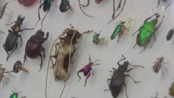 اسکن سه بعدی حشرات با هدف شناخت بهتر