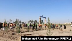 غرس نهال توسط مردم و مسوولان محلی در شهر شبرغان