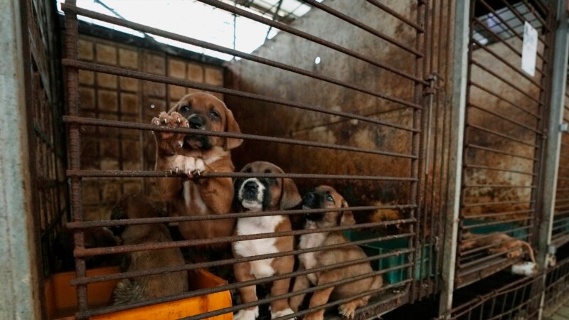 Koreja e Jugut e miraton ligjin që e ndalon tregtinë e mishit të qenit