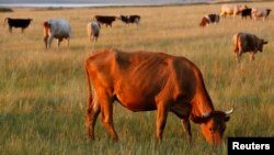 Коровы пасутся близ села Лукьяновка в Хакасии. Иллюстративное фото.