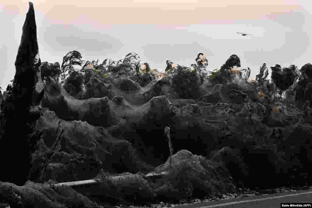 A unique 1,000-meter-long long spider web covers the road beside the Vistonida lake near Xanthi, Greece. Warmer weather conditions in Greece and an increase in the mosquito population are thought to have contributed to the rise in the number of spiders. (AFP/Sakis Mitrolidis)