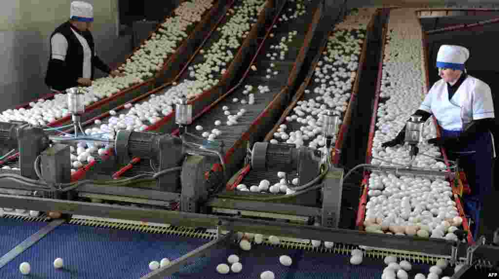 Employees sort eggs at a poultry farm in the Belarusian village of Dubovliany, some 20 kilometers west of Minsk. (AFP/Viktor Drachev)