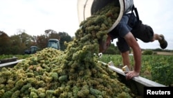 Un lucrător își descarcă coșul cu struguri la Maisdon-sur-Sevres, lângă Nantes, în Franța.