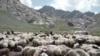کرد بزګران لسیزې وروسته خپلو غرونو ته ستانه شوي دي