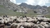 کرد بزګران لسیزې وروسته خپلو غرونو ته ستانه شوي دي