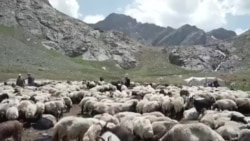 کرد بزګران لسیزې وروسته خپلو غرونو ته ستانه شوي دي