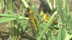 'They've Eaten Everything': Locust Swarms Destroy Harvests In Pakistan