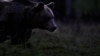 Urșii au coborât spre câmpie. Într-o lună, două animale au fost semnalate în județele Dolj și Olt, pentru prima oară în istoria recentă. Soluții? „Să sperăm că este un urs cuminte”. 